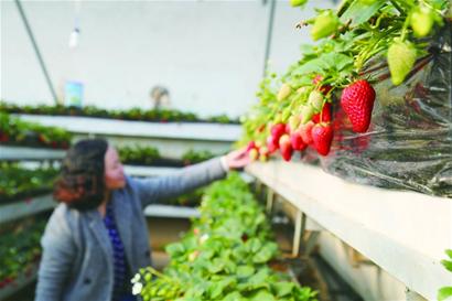 花季未到岛城草莓先上市 各采摘园迎采莓高峰