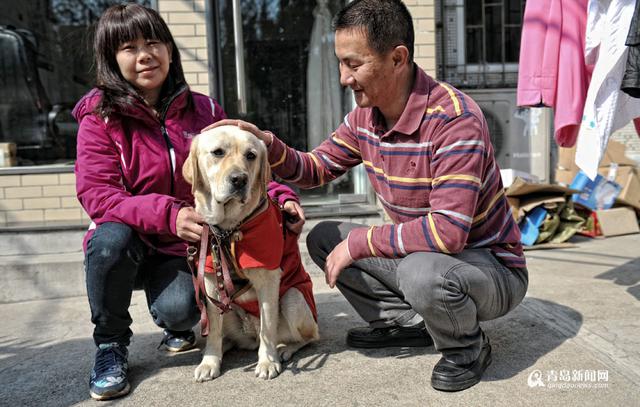 独家:你是我的眼 导盲犬Mini安家青岛 独家:你是我的眼 导盲犬Mini安家青岛