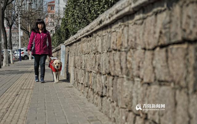 独家:你是我的眼 导盲犬Mini安家青岛 独家:你是我的眼 导盲犬Mini安家青岛