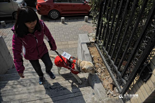 独家:你是我的眼 导盲犬Mini安家青岛 独家:你是我的眼 导盲犬Mini安家青岛