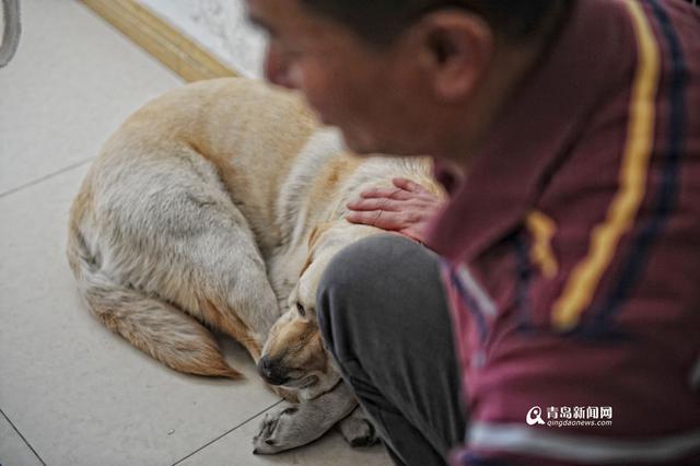 独家:你是我的眼 导盲犬Mini安家青岛 独家:你是我的眼 导盲犬Mini安家青岛