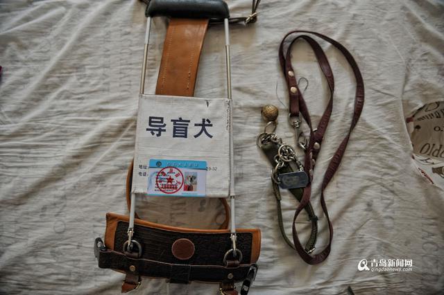 独家:你是我的眼 导盲犬Mini安家青岛 独家:你是我的眼 导盲犬Mini安家青岛