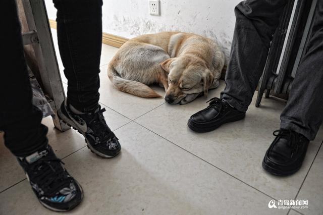 独家:你是我的眼 导盲犬Mini安家青岛 独家:你是我的眼 导盲犬Mini安家青岛