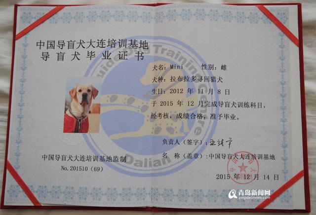 独家:你是我的眼 导盲犬Mini安家青岛 独家:你是我的眼 导盲犬Mini安家青岛