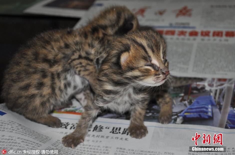 广西村民甘蔗地发现野生豹猫 呆萌可爱