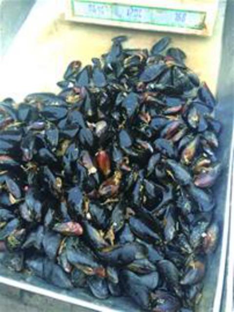 组图:青岛小海货物美价廉 蒸煮炒拌滋味十足