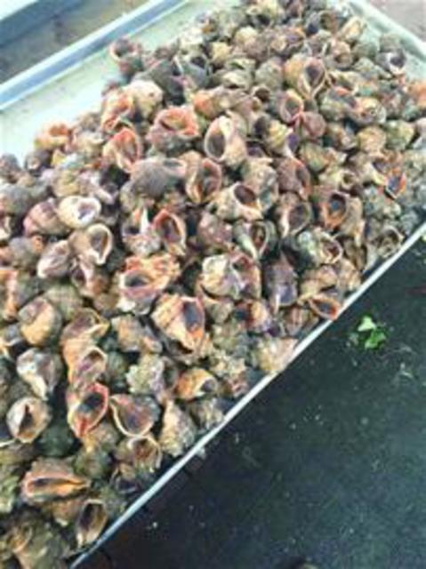 组图:青岛小海货物美价廉 蒸煮炒拌滋味十足