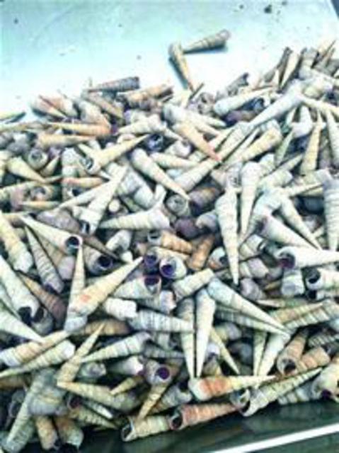 组图:青岛小海货物美价廉 蒸煮炒拌滋味十足