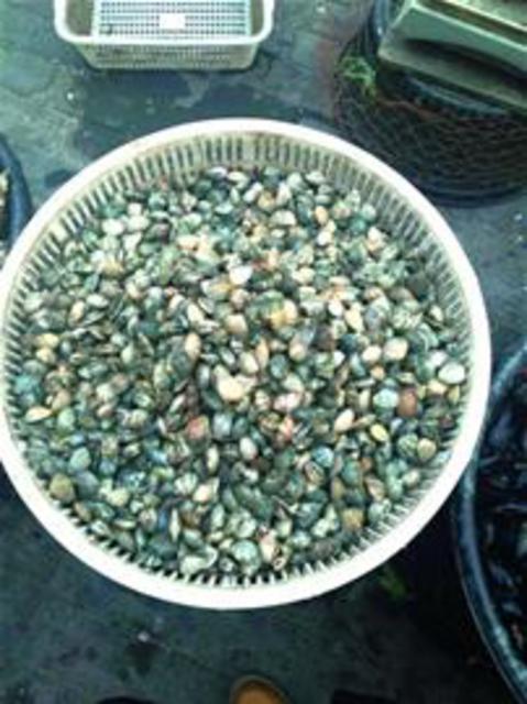 组图:青岛小海货物美价廉 蒸煮炒拌滋味十足