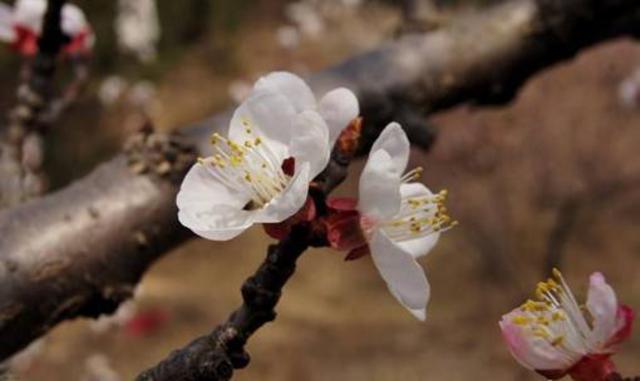 观赏樱桃花哪里去 最全攻略看这里