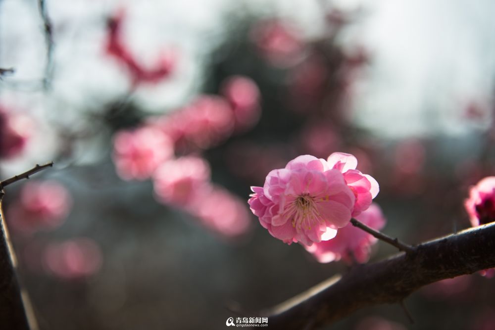 【春游季】十梅庵迎来盛花期 春色美如画