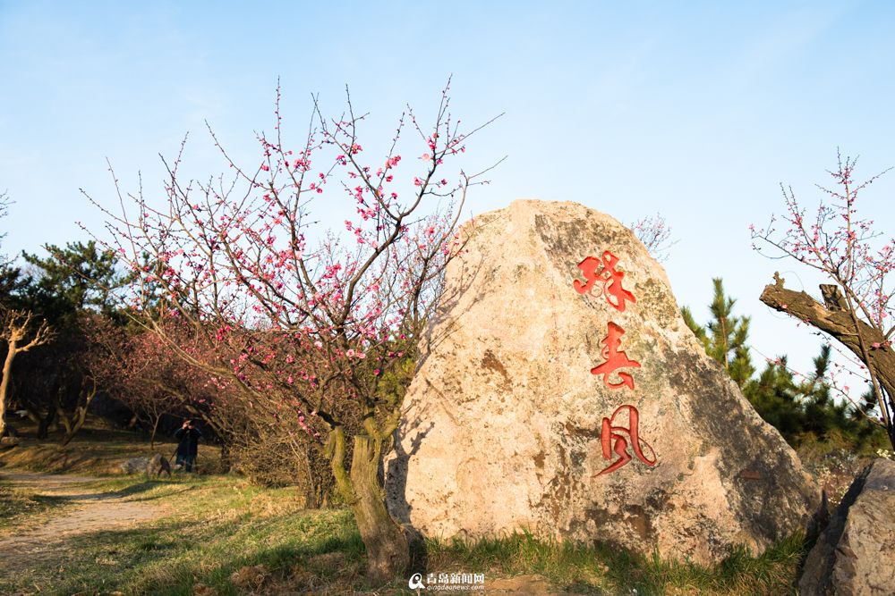 【春游季】十梅庵迎来盛花期 春色美如画