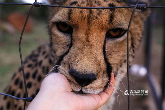 【新青年】青岛姑娘闯南非：枪声中'养'猎豹