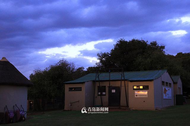 【新青年】青岛姑娘闯南非：枪声中'养'猎豹