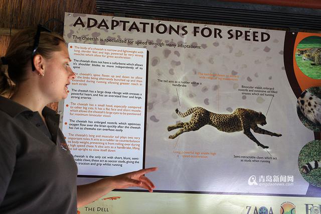 【新青年】青岛姑娘闯南非：枪声中'养'猎豹