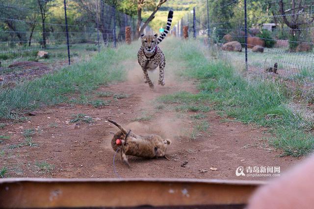 【新青年】青岛姑娘闯南非：枪声中'养'猎豹