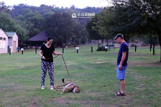 【新青年】青岛姑娘闯南非：枪声中'养'猎豹