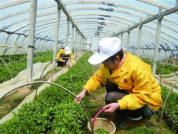 20天后市民能喝上崂山大田春茶 大棚春茶跌价