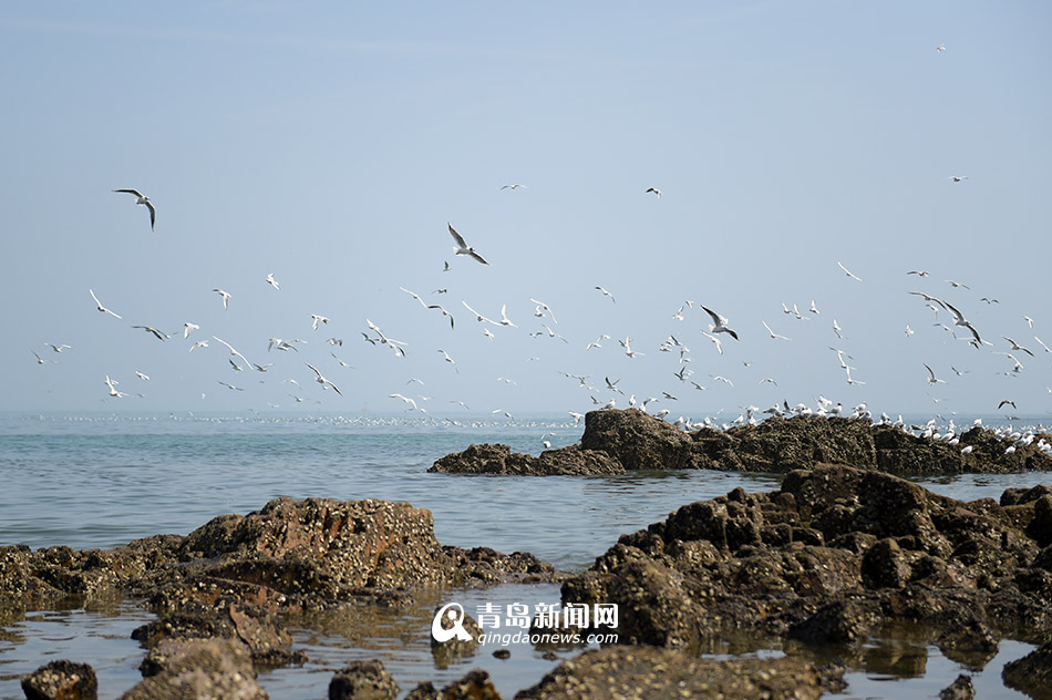 不光栈桥有海鸥 小麦岛万鸥齐飞场面壮观