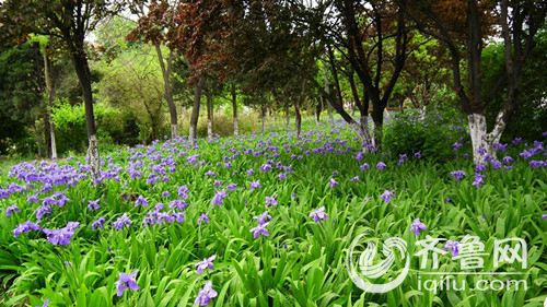 组图:清明踏青好时节 青岛28个公园让你逛个够