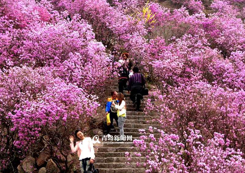 【春消息】漫山尽染红杜鹃 春游杜鹃花看这里