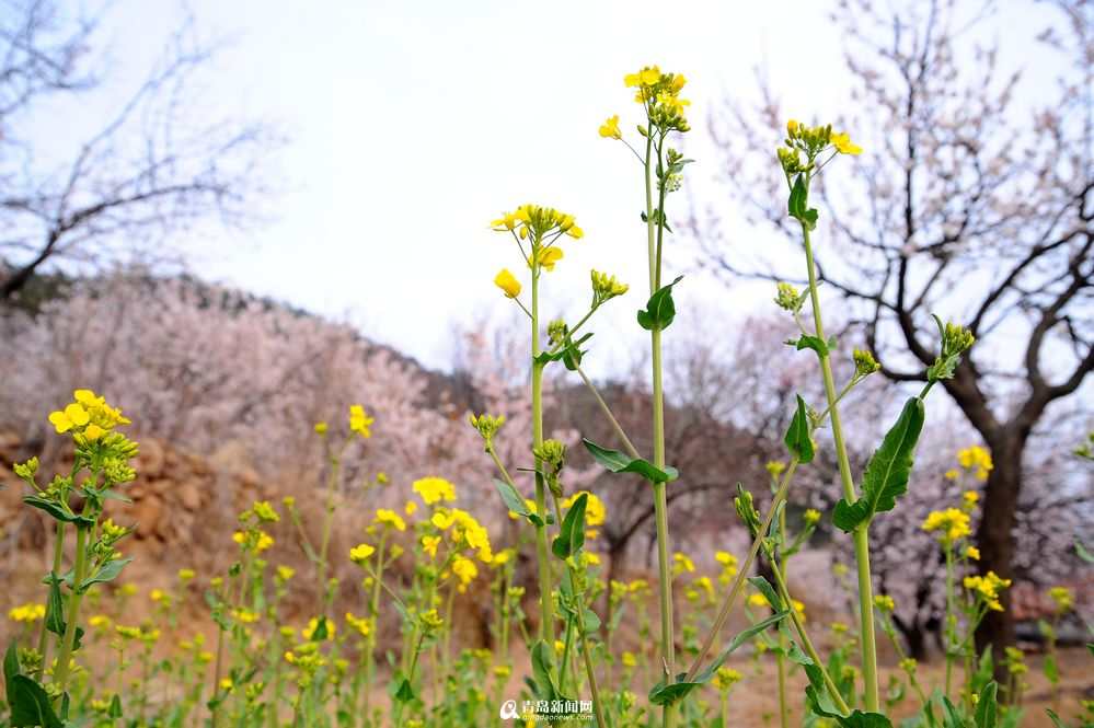 崂山油菜花零星绽放 黄精灵扮靓小山村