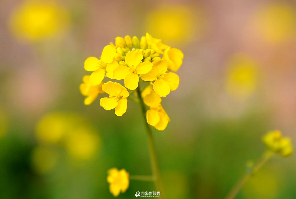 崂山油菜花零星绽放 黄精灵扮靓小山村