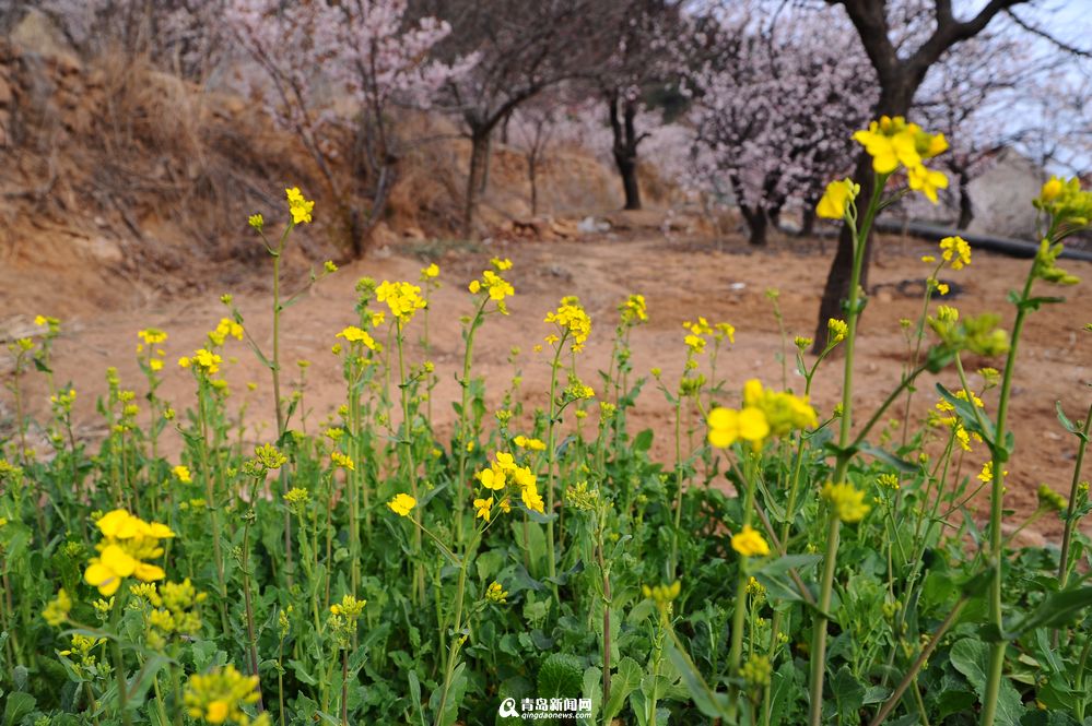 崂山油菜花零星绽放 黄精灵扮靓小山村