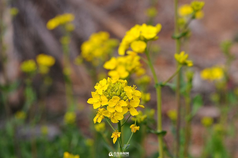 崂山油菜花零星绽放 黄精灵扮靓小山村