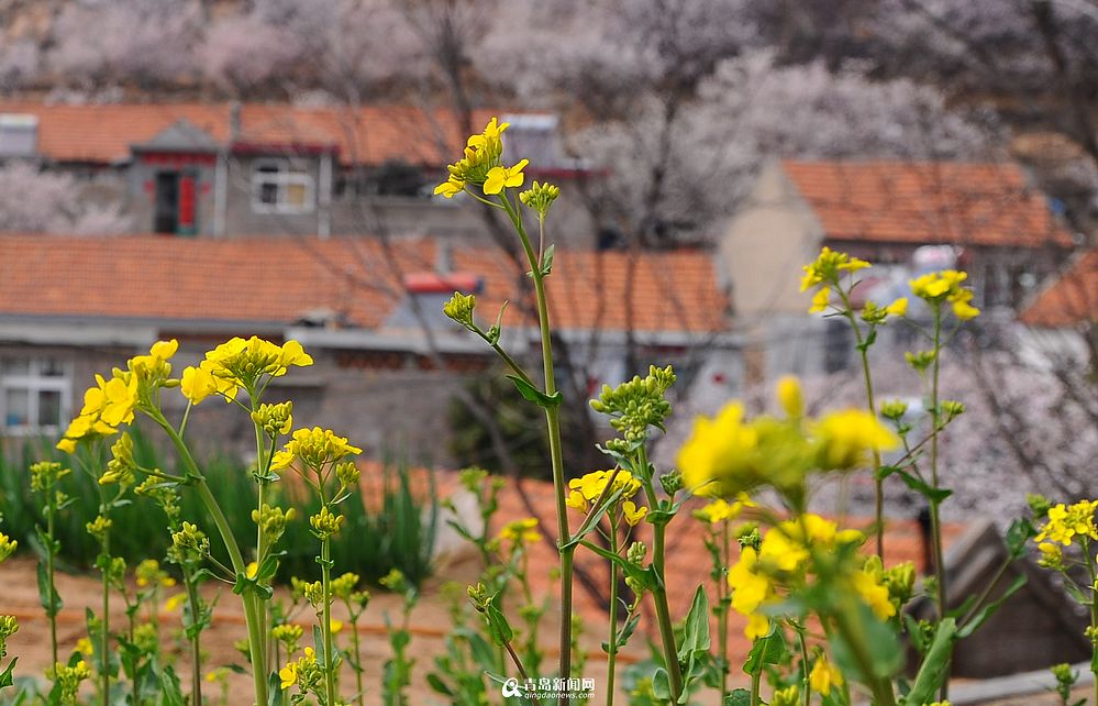 崂山油菜花零星绽放 黄精灵扮靓小山村