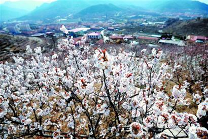 城阳山色峪六千亩樱桃花盛开 花海如仙境(图)