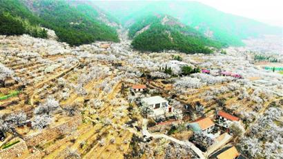 城阳山色峪六千亩樱桃花盛开 花海如仙境(图)