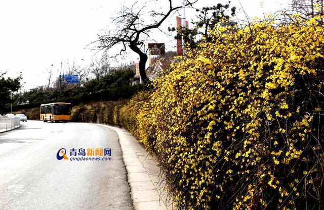 【春游季】四月青岛这样玩 清明赏花攻略出炉