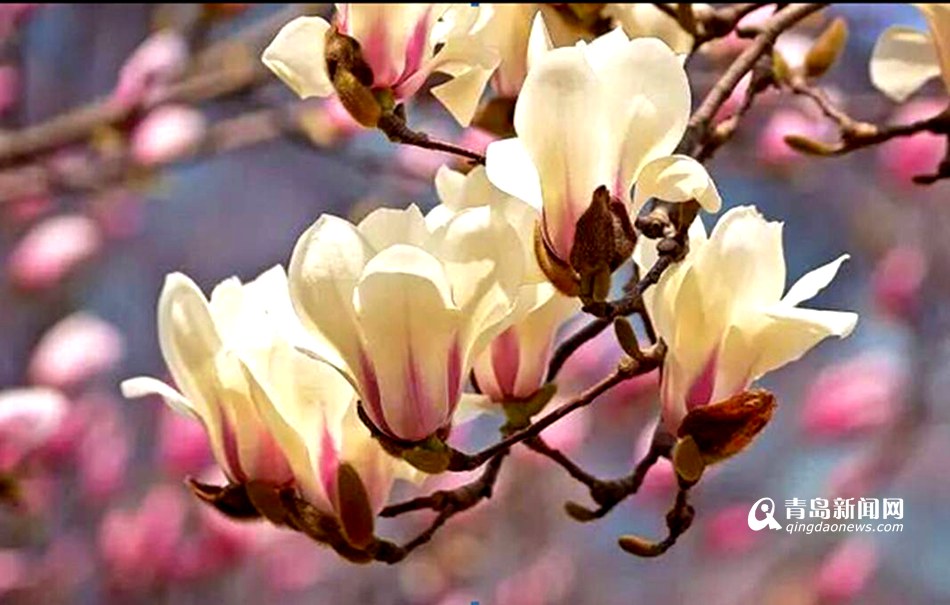 【春游季】四月青岛这样玩 清明赏花攻略出炉