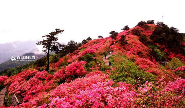 【春游季】四月青岛这样玩 清明赏花攻略出炉