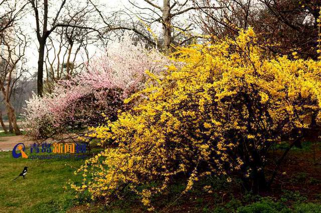 【春游季】四月青岛这样玩 清明赏花攻略出炉