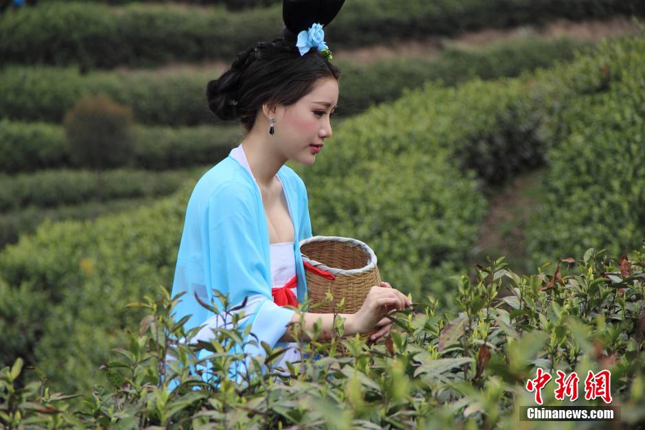 唐装美女景区踏青采茶秀身姿 胸前波涛起伏