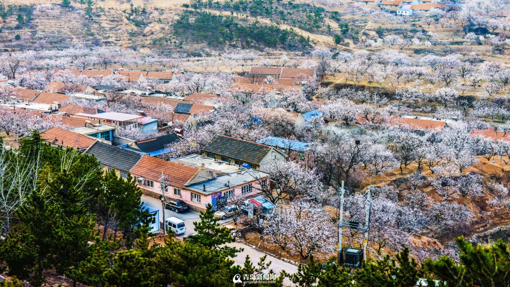 城阳少山杏花怒放 僧人花间习武成一景