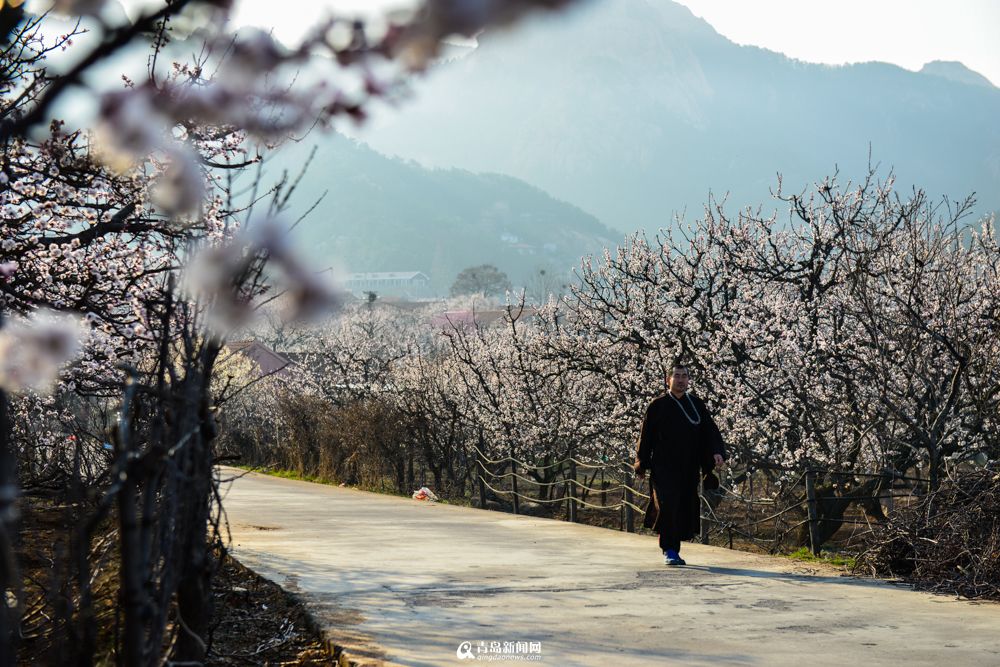 城阳少山杏花怒放 僧人花间习武成一景