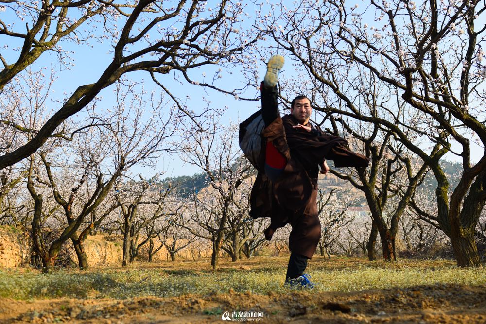 城阳少山杏花怒放 僧人花间习武成一景