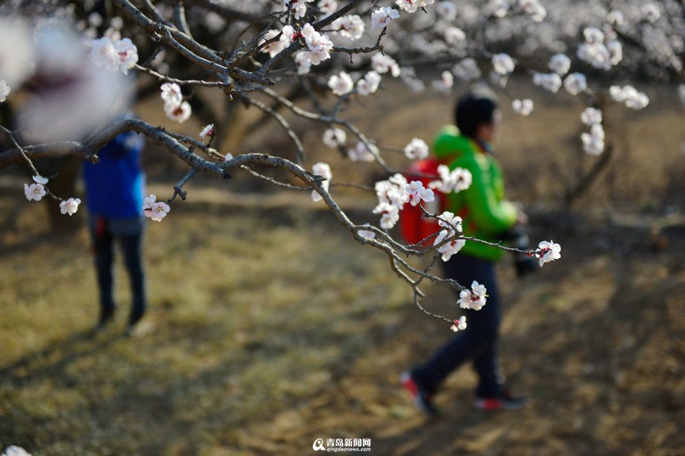 城阳少山杏花怒放 僧人花间习武成一景