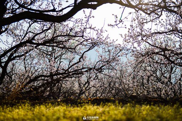 城阳少山杏花怒放 僧人花间习武成一景