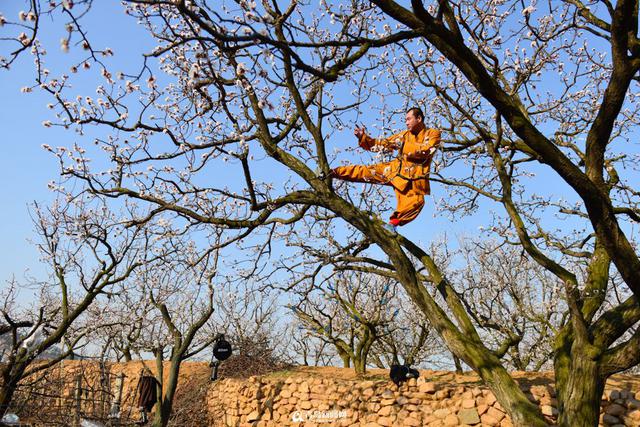 城阳少山杏花怒放 僧人花间习武成一景