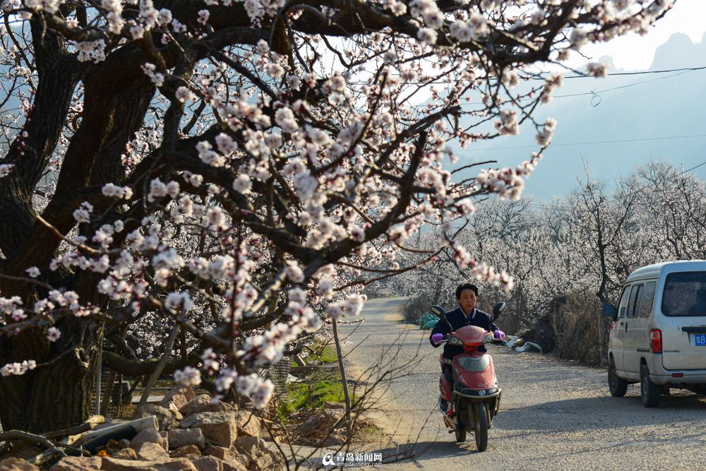 城阳少山杏花怒放 僧人花间习武成一景