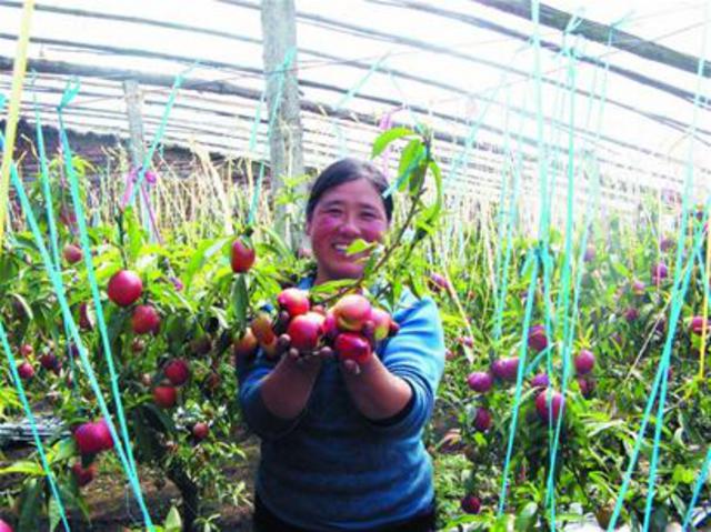 青岛本地油桃迎收获期 身价大涨批发每斤12元