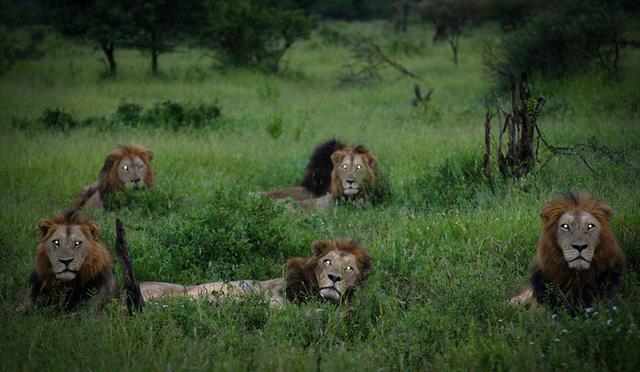 南非六雄狮组联盟 为交配权圈领地
