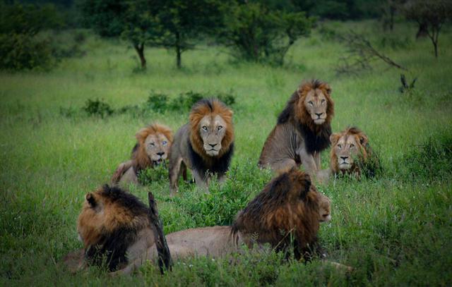 南非六雄狮组联盟 为交配权圈领地