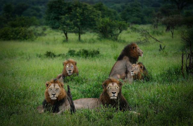 南非六雄狮组联盟 为交配权圈领地