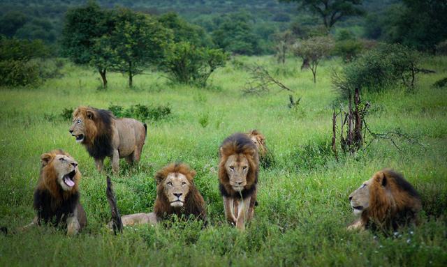 南非六雄狮组联盟 为交配权圈领地