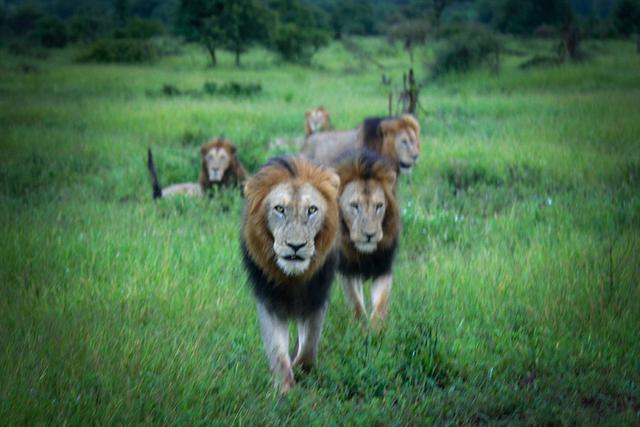 南非六雄狮组联盟 为交配权圈领地